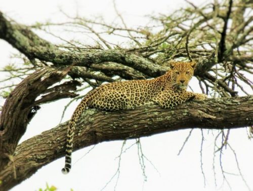 ケニアの首都ナイロビに生息するヒョウ（オス）。広さ117㎢のナイロビ国立公園を利用しているオスは1～2頭である。メスの個体と行動圏が重複している。 ［2016年7月14日　ナイロビ国立公園］