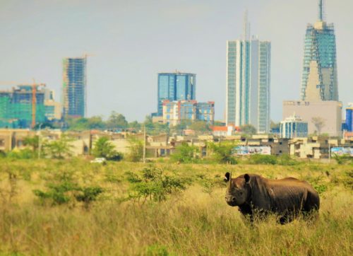 ナイロビのビル群を背にたつクロサイ。絶滅の危機にさらされている。［撮影日2016年11月30日]
